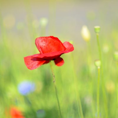 Paitning with Poppies