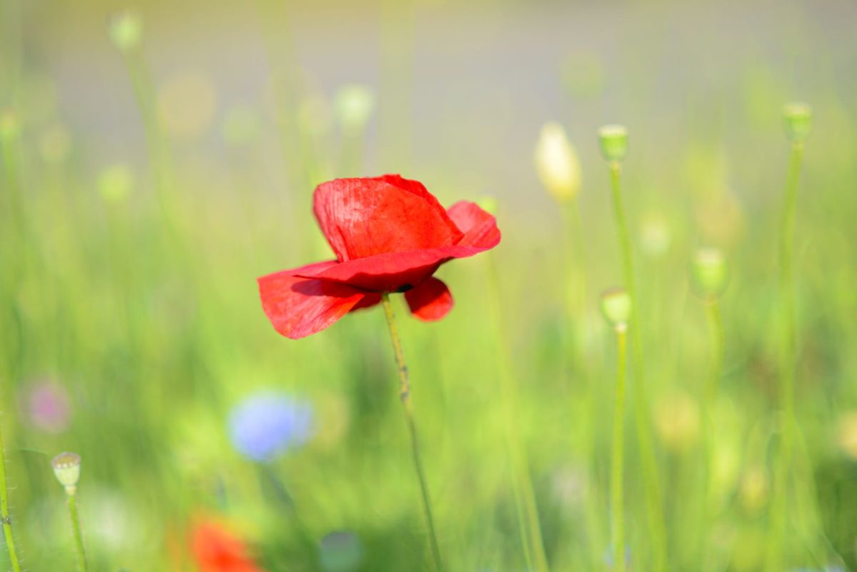 Paitning with Poppies